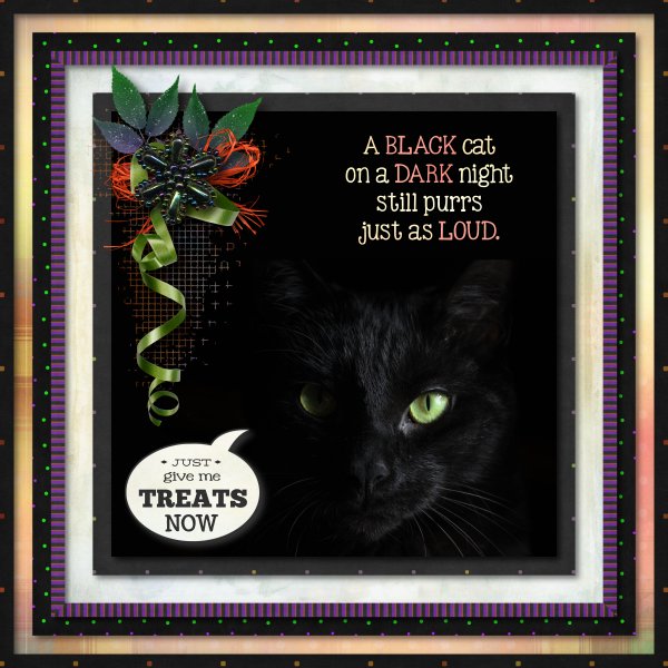 Black cat
