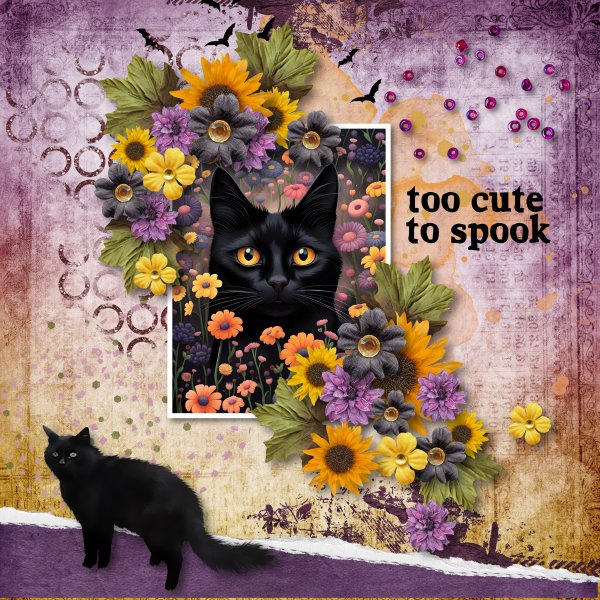 Black Cat