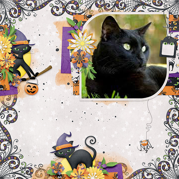 Black cat