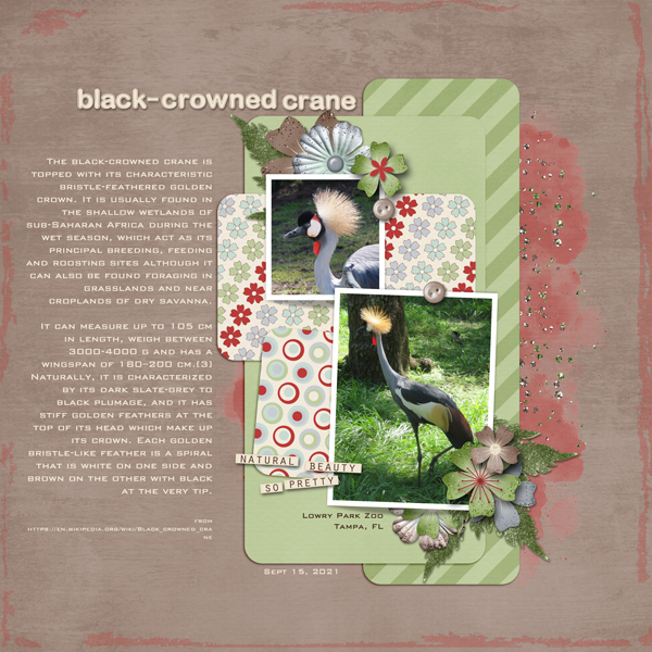 Black-crowned Crane