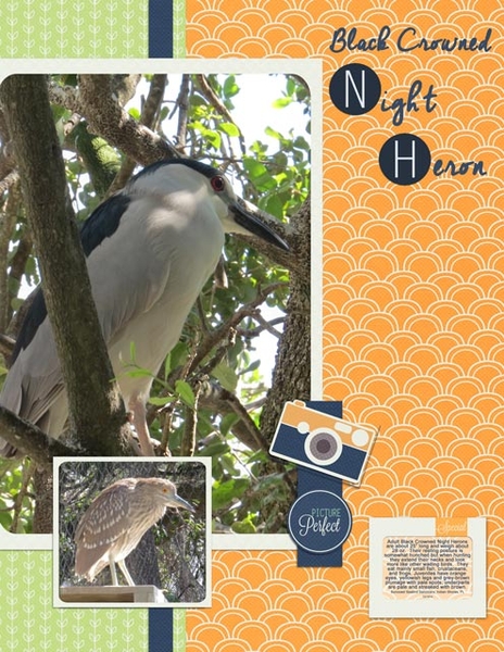 Black Crowned Night Heron