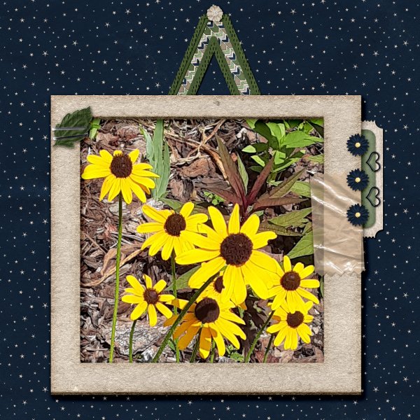Black-eye Susans