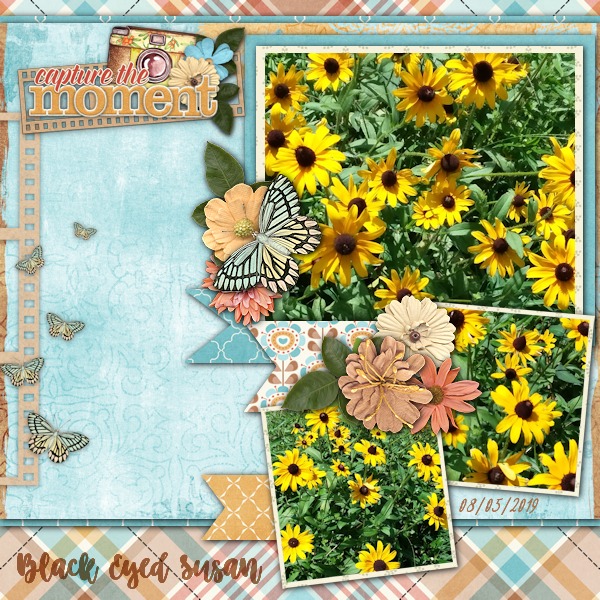 Black-Eyed Susan
