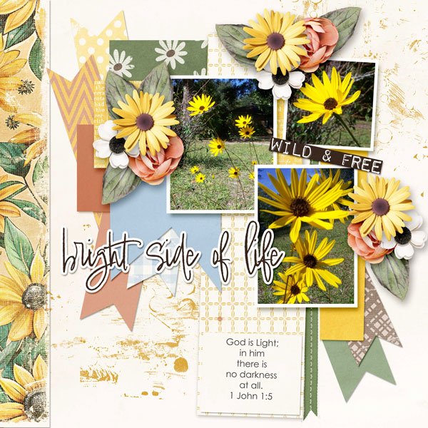 Black Eyed Susan
