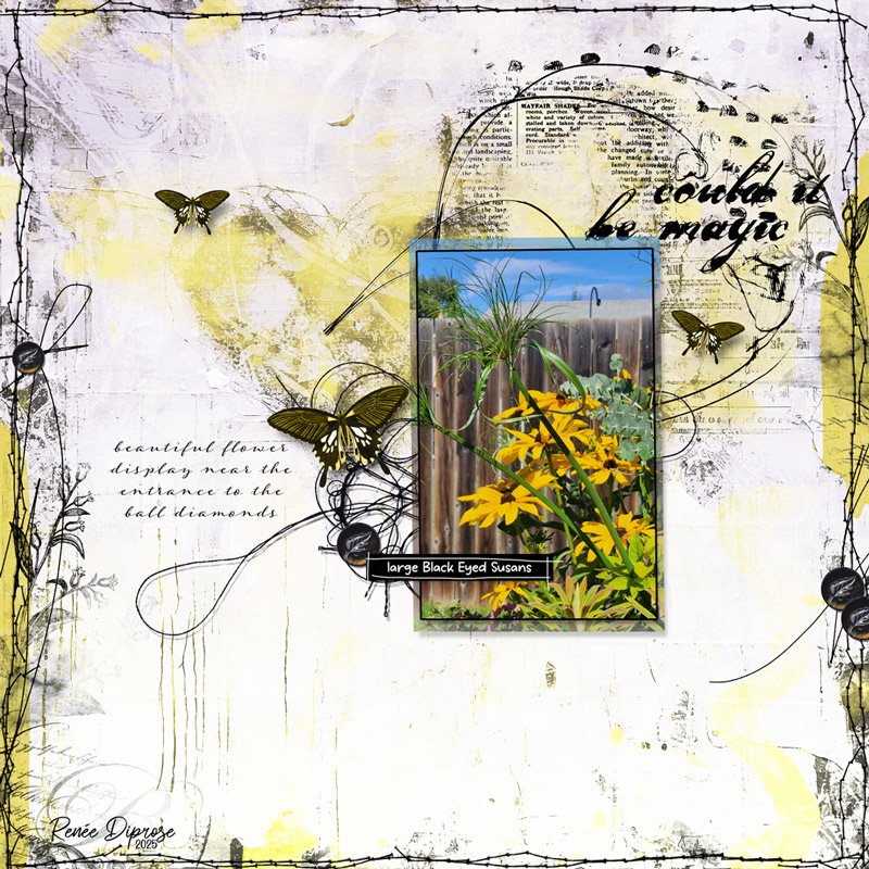 Black Eyed Susans