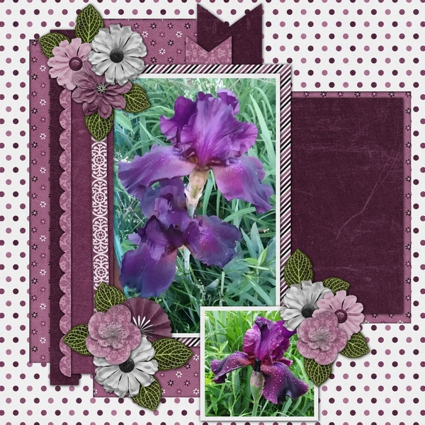 Black Lily