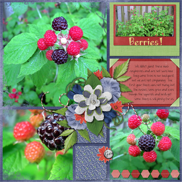 Black Raspberries