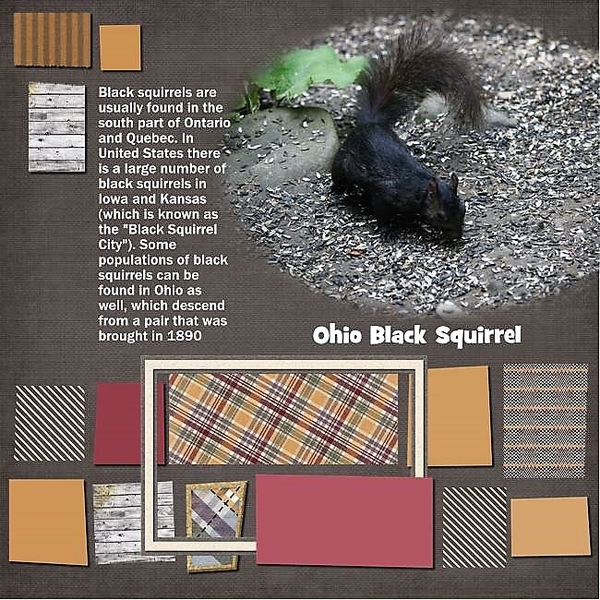 Black Squirrel