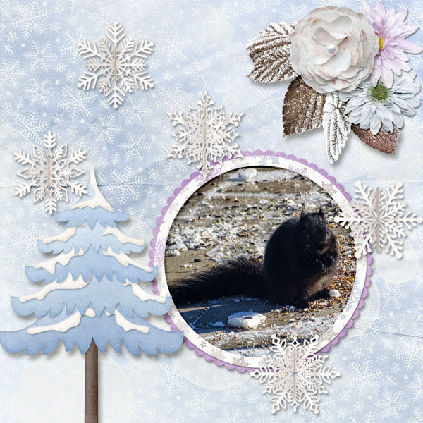 Black Squirrel