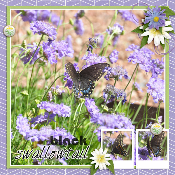 Black Swallowtail - Aug temp challenge