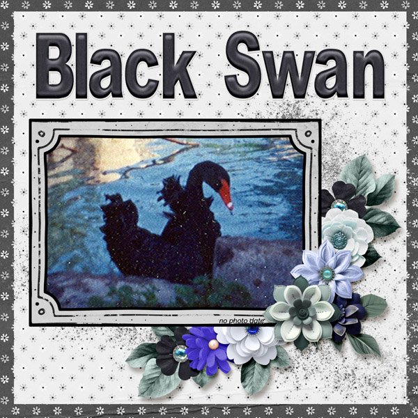 Black Swan small.jpg