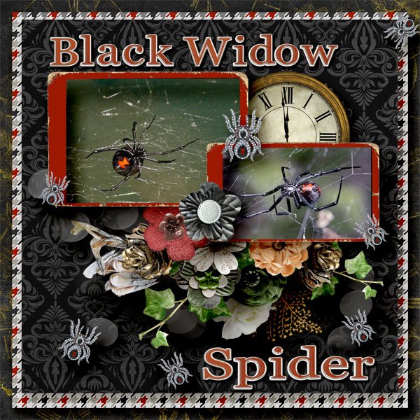 black widow small.jpg