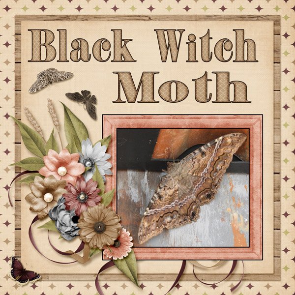 Black Witch Moth small.jpg