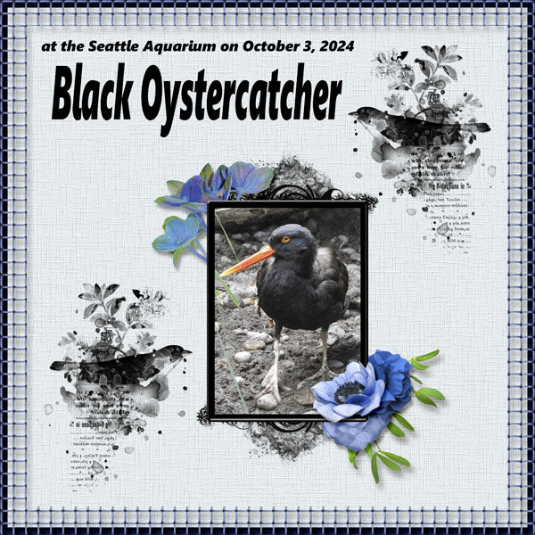 Black_Oystercatcher_small