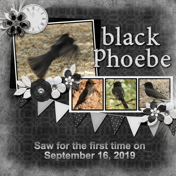 Black_Phoebe_small
