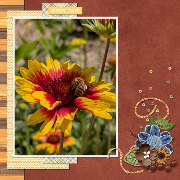 Blanket Flower with Bee