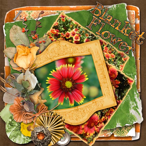 Blanket Flower
