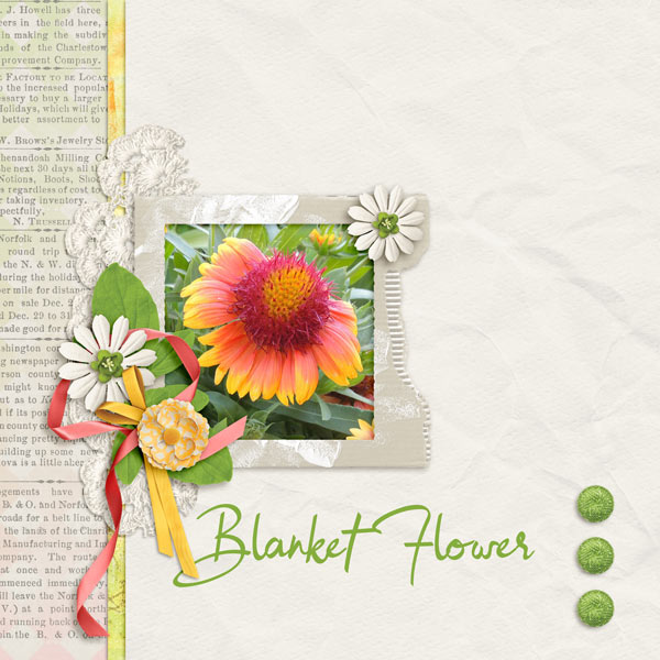 Blanket Flower