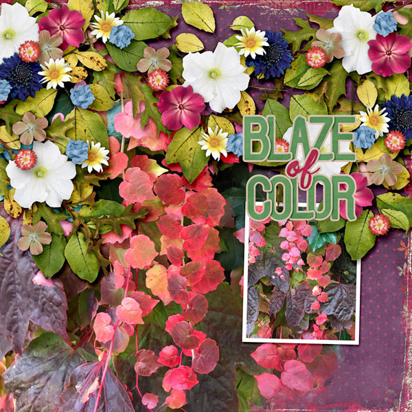 Blaze of Color