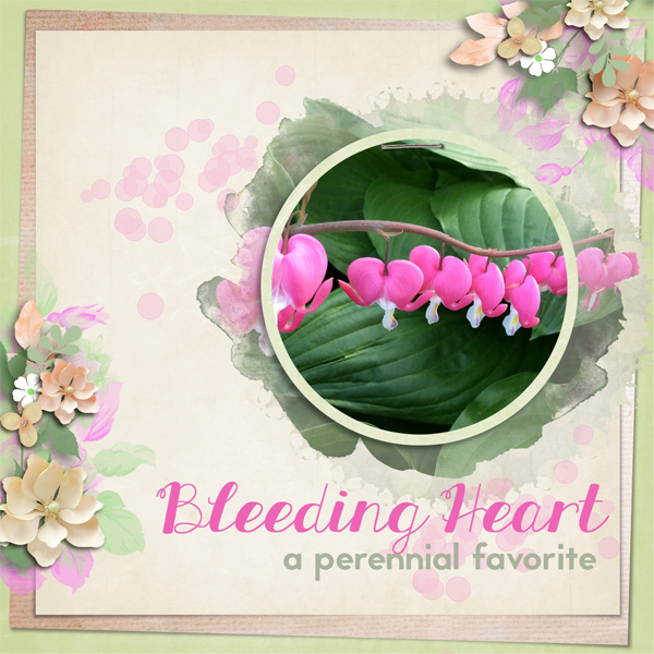 Bleeding Hearts