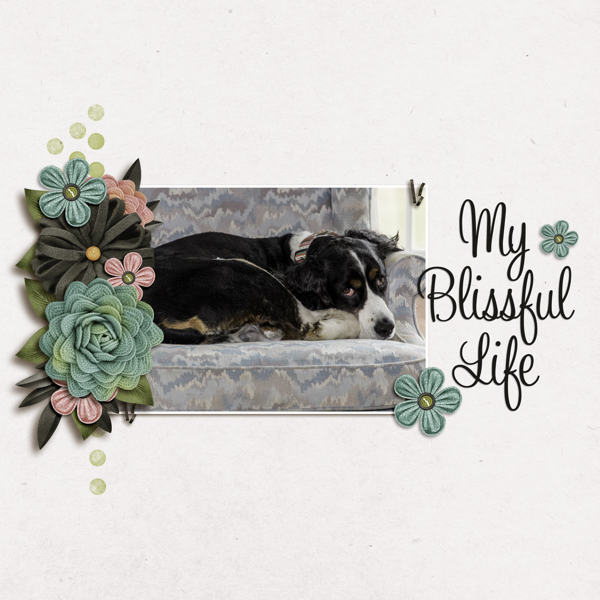 Blissful Life