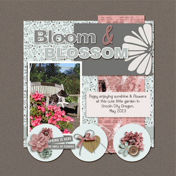 Bloom + Blossom
