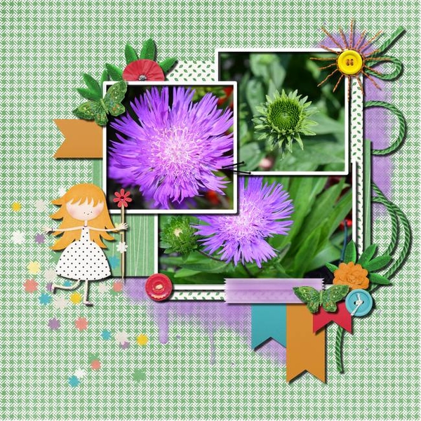 Bloom Watching
