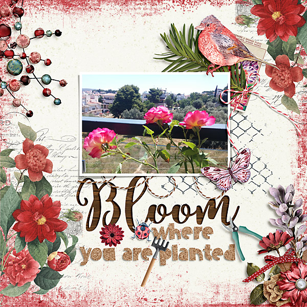 Bloom where you are planted