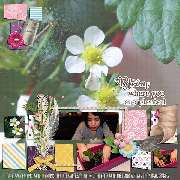 bloom where you are planted