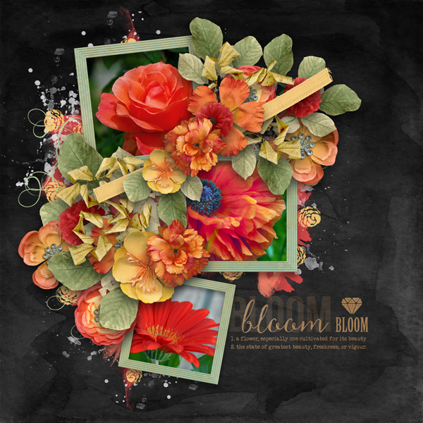 Bloom