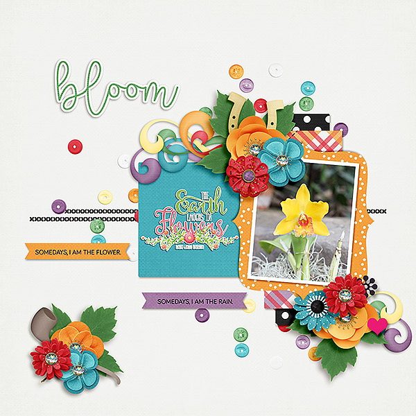 Bloom