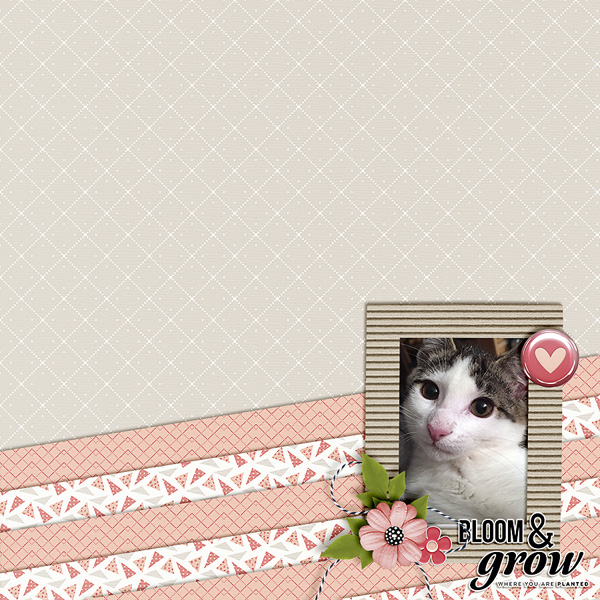 bloom