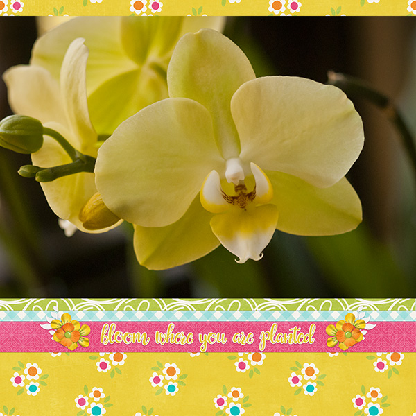 Bloom