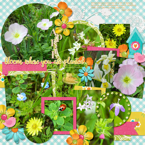 Bloom
