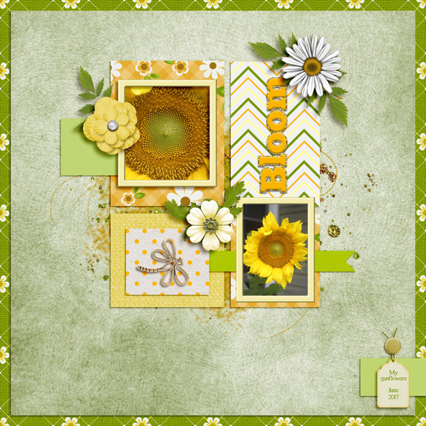 Bloom