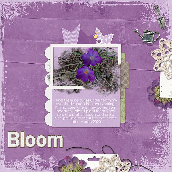 Bloom