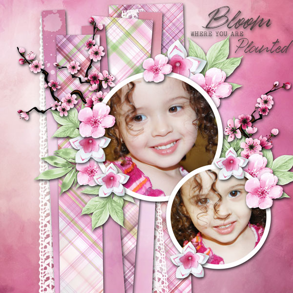 Bloom