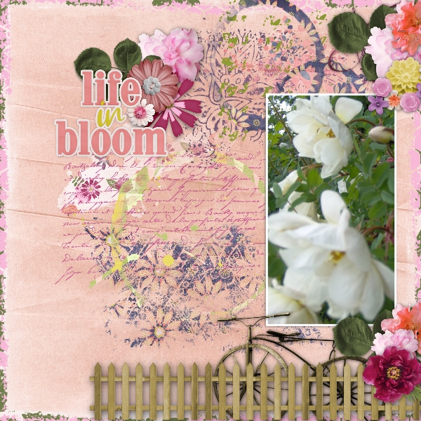 Bloom
