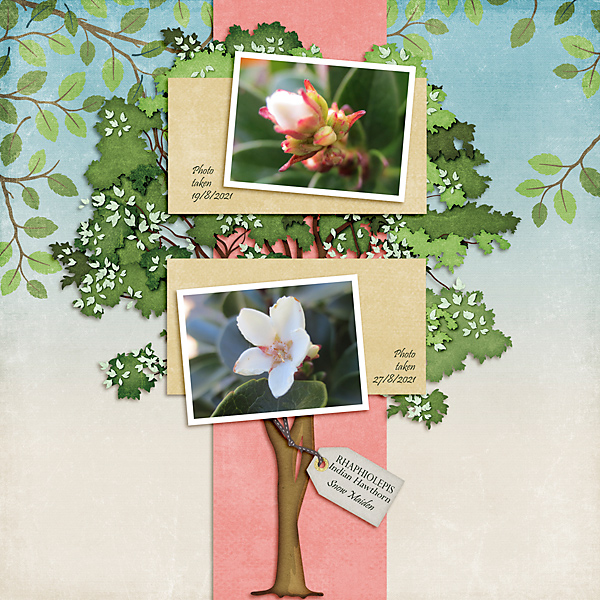 Bloom
