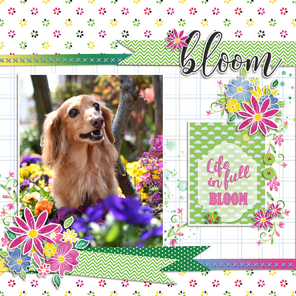 Bloom