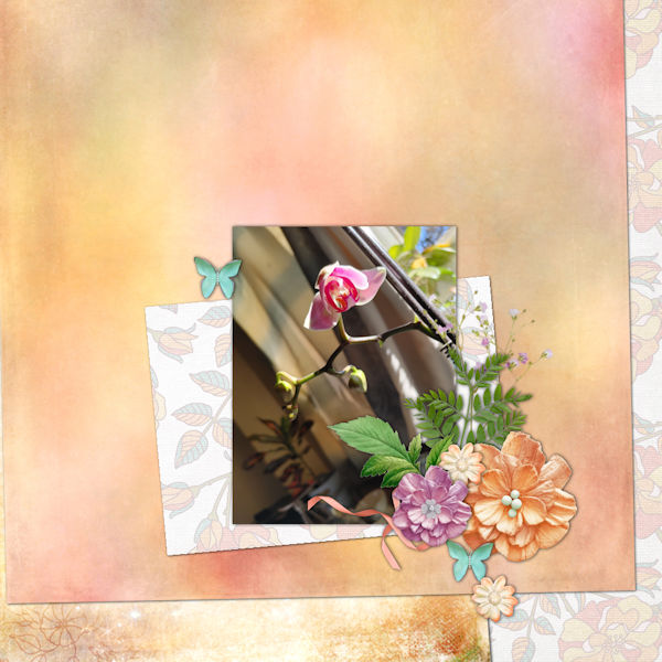 bloom