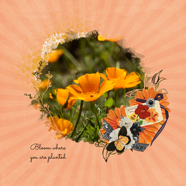 Bloom