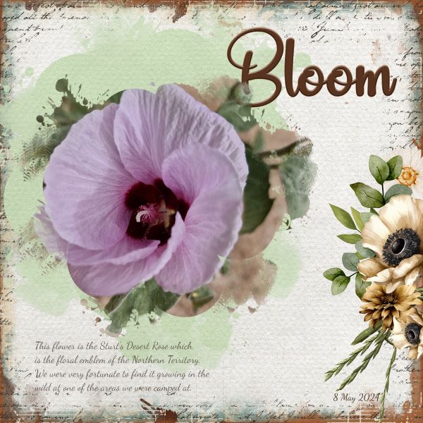 Bloom