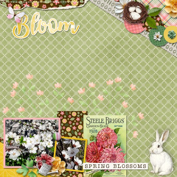 Bloom