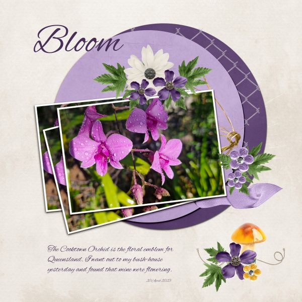 Bloom
