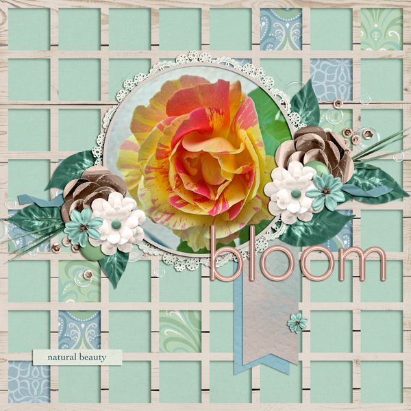 bloom