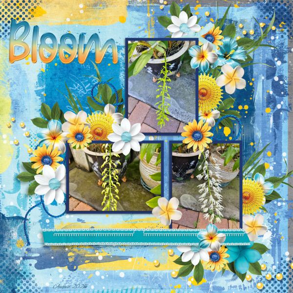 Bloom