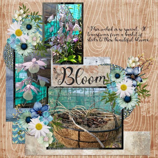 Bloom
