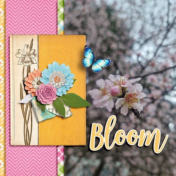 Bloom
