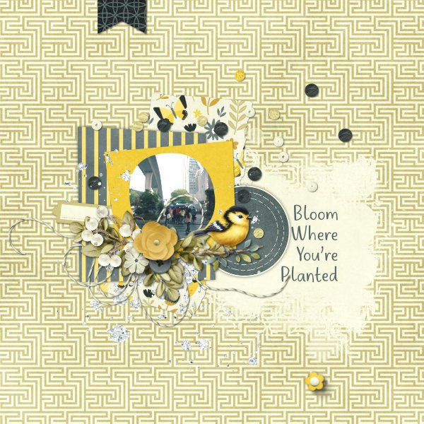 Bloom